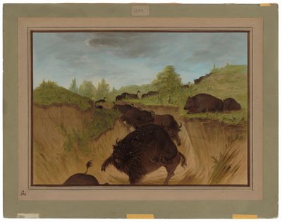 Orsi grizzly che attaccano un bufalo da George Catlin