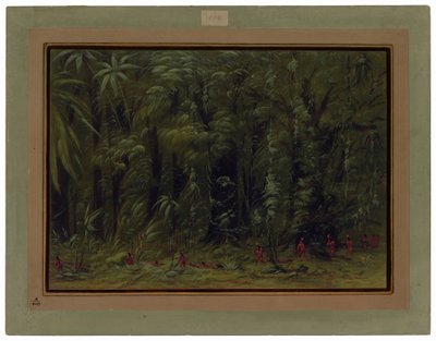 Interno di una foresta amazzonica - Zurumati da George Catlin