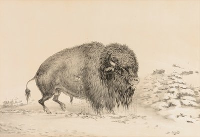 Bufalo gravemente ferito - n. 16 da George Catlin