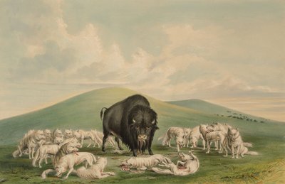Lupi bianchi che attaccano un toro bisonte da George Catlin