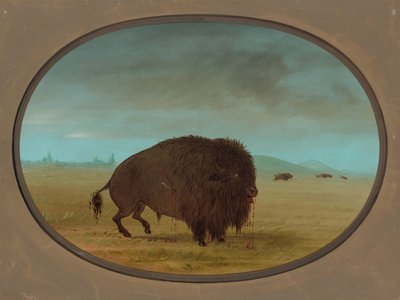Toro di bufalo ferito, 1861-1869 da George Catlin