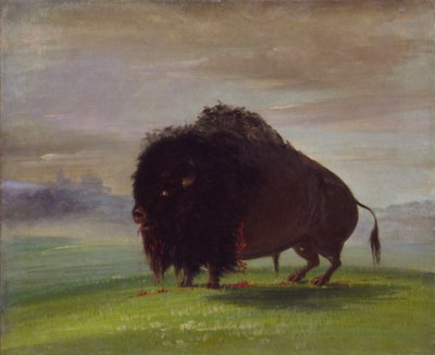 Bufalo ferito che sparge il suo sangue nelle praterie da George Catlin