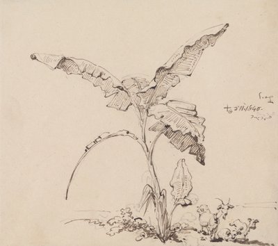 Capre sotto un albero di banane da George Chinnery