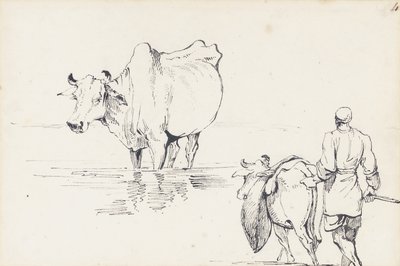 Studi di bovini indiani da George Chinnery