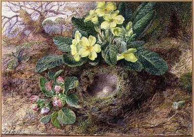 Natura Morta con Primule e Nido di Uccelli da George Clare