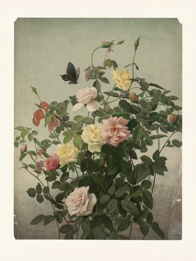 Rose da George Cochran Lambdin
