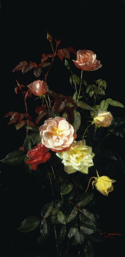 Rose da George Cochran Lambdin