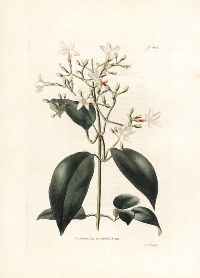 Gelsomino (Jasminum paniculatum) - Litografia di George Cooke, per la rivista britannica Conrad Loddiges Botanical Cabinet (1738-1826) da George Cooke