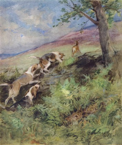 Illustrazione per The Story of a Red Deer da George Denholm Armour