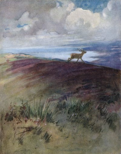 Illustrazione per The Story of a Red Deer da George Denholm Armour