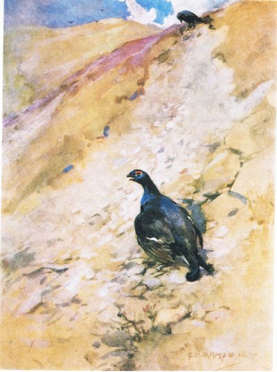 Il gallo nero ha goduto molto del suo bagno, gonfiando le piume e sbattendo le ali da George Denholm Armour