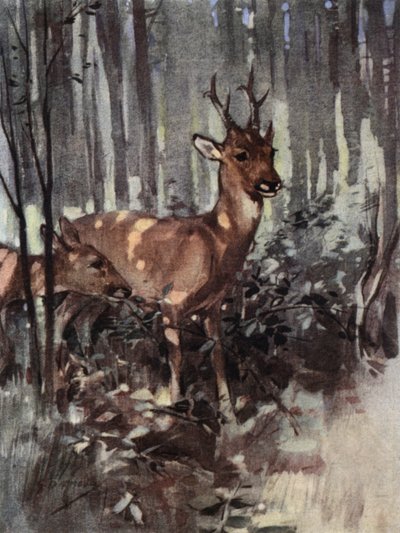 I caprioli restano nel bosco da George Denholm Armour