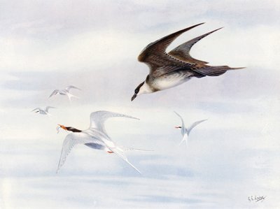 Sterna artica inseguita da uno skua artico (litografia a colori) da George Edward (after) Lodge