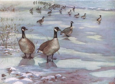 Oche del Canada (litografia) da George Edward Lodge