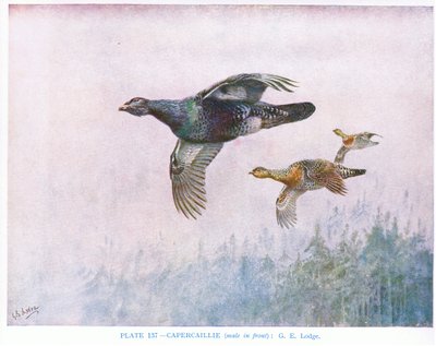 Gallo cedrone (maschio davanti), illustrazione da "British Birds" di Kirkman  Jourdain da George Edward Lodge