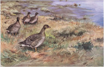 Oca fagiolo della foresta (litografia) da George Edward Lodge