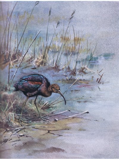 Ibis lucido (litografia) da George Edward Lodge