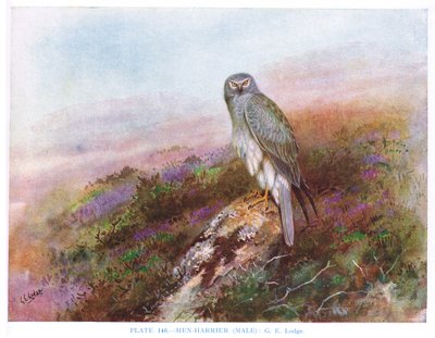 Albanella reale (maschio), illustrazione da "British Birds" di Kirkman  Jourdain da George Edward Lodge