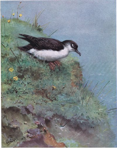 Sanguinerola di Manx (litografia) da George Edward Lodge