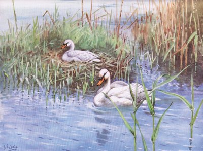 Cigno muto (litografia) da George Edward Lodge
