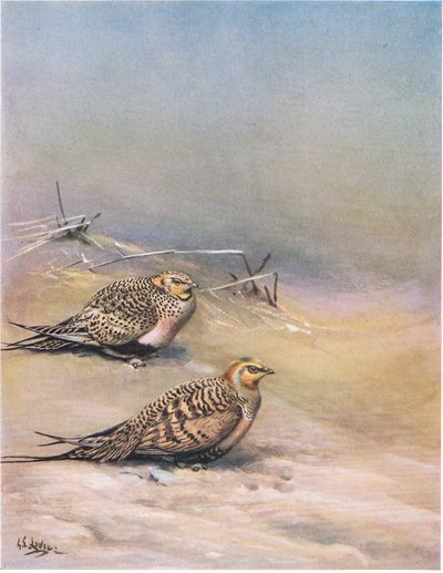 Fringuello di Pallas (litografia) da George Edward Lodge