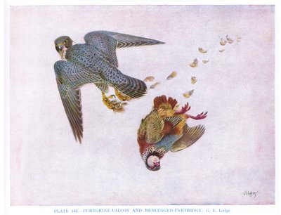 Falco pellegrino e pernice dalle zampe rosse, illustrazione da "British Birds" di Kirkman  Jourdain da George Edward Lodge