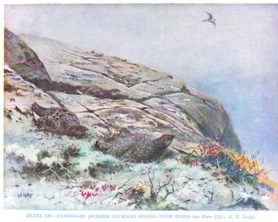 Pernice bianca che si nasconde dal falco, illustrazione da "British Birds" di Kirkman  Jourdain da George Edward Lodge