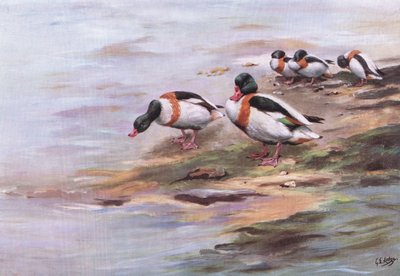 Sheld Ducks (litografia) da George Edward Lodge