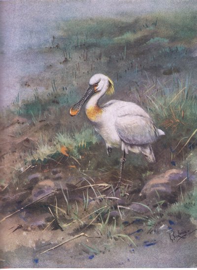 Spatola (litografia) da George Edward Lodge