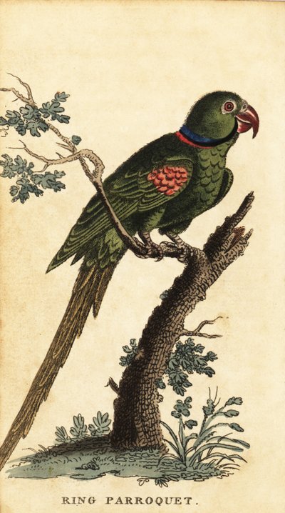 Parrocchetto alessandrino, Psittacula eupatria (incisione) da George Edwards