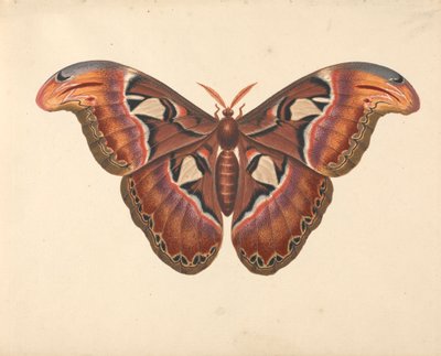 Falena Atlante da George Edwards