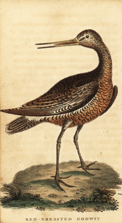 Pivieressa, Limosa lapponica da George Edwards