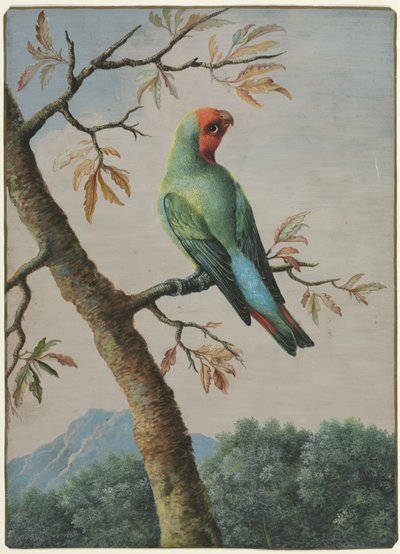 Studio di uccelli da George Edwards