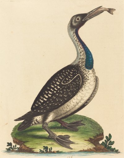 Uccelli Acquatici Bianchi e Neri con Gola Blu da George Edwards