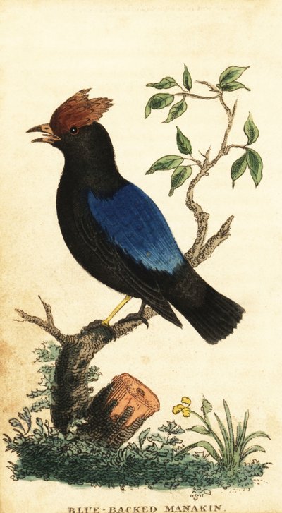 Manachino dorso blu, Chiroxiphia pareola (incisione) da George Edwards
