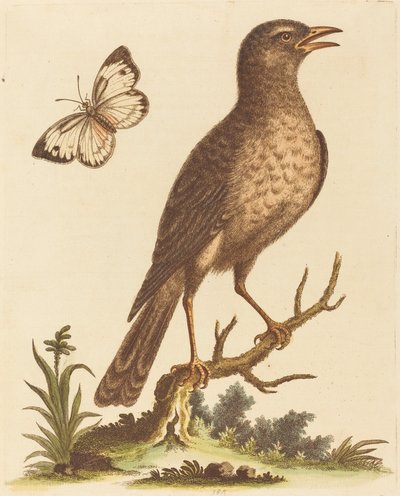 Uccello marrone con una farfalla da George Edwards