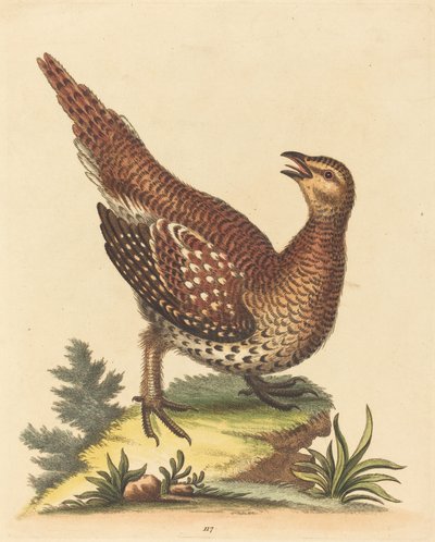 Uccello Macchiato di Marrone da George Edwards