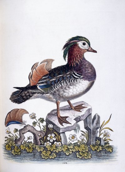 Anatra cinese, 1746 da George Edwards
