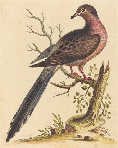 Fedoa Americana pettorina rossa da George Edwards