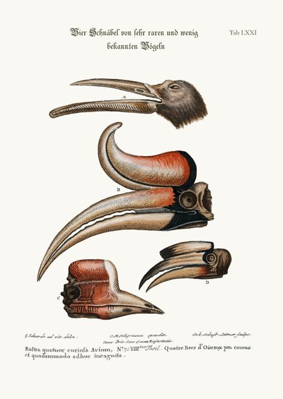 Quattro curiosi becchi di uccelli poco conosciuti, 1749-73 da George Edwards
