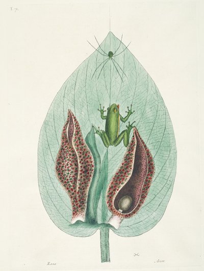 Colibrì maggiori e minori del Suriname da George Edwards