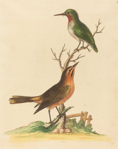 Uccello verde con gola rossa e uccello marrone e arancione da George Edwards