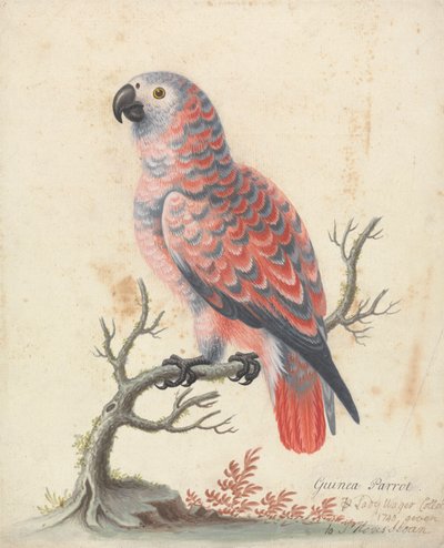 Pappagallo della Guinea da George Edwards