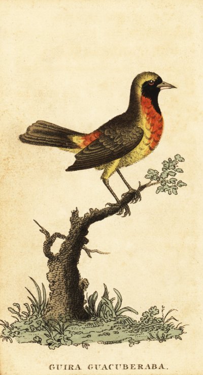 Tangara guira, Hemithraupis guira (incisione) da George Edwards