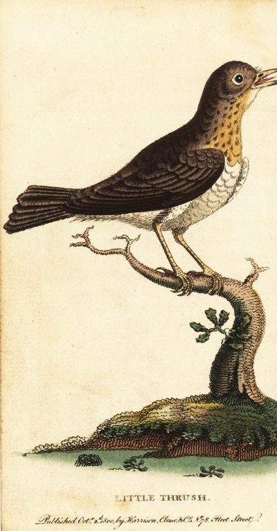 Tordo minore, Turdus minor, 1800 (incisione) da George Edwards