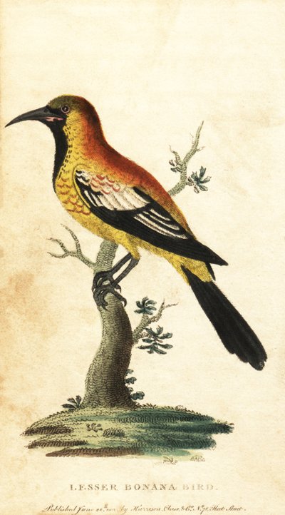 Oriolo merlo, Gymnomystax mexicanus (incisione) da George Edwards