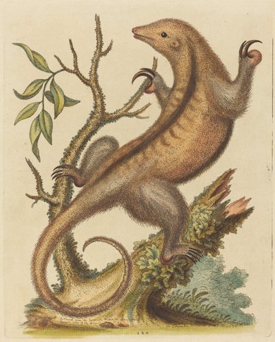 Formichiere pigmeo, 1755 da George Edwards