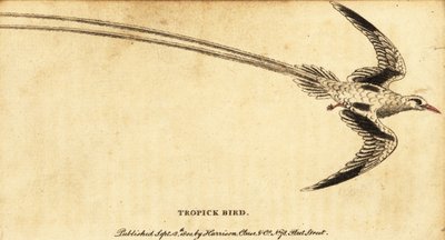 Sula fosca, Phaethon aethereus (incisione) da George Edwards