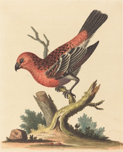Uccello rosso e nero da George Edwards
