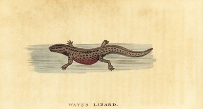 Tritone liscio, Lissotriton vulgaris, 1800 da George Edwards